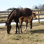 Equine Info Sheet Photo